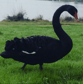 Screen Shot 2016-09-09 at 11.21.53 AM.png